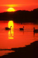 Geese at sunrise / Snow Goose Pool, Assateague Island, VA